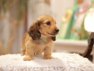 Kaninchen-Dachshund0411