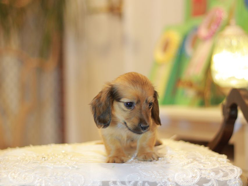 カニンヘン ダックスフンド ローリー&ブイの子犬 レッド 男の子(3)