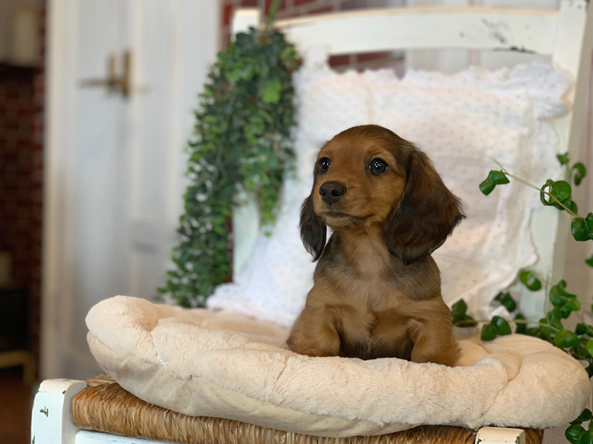 カニンヘン ダックスフンド カノア & ジムダンディの子犬 レッド 男の子（2）