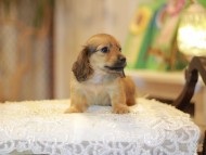 Kaninchen-Dachshund0440
