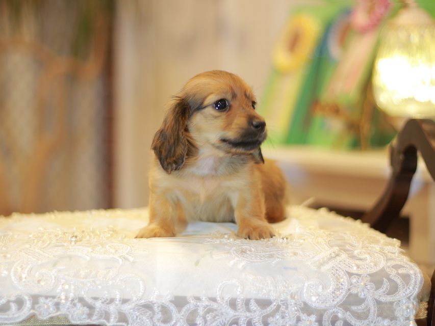 カニンヘン ダックスフンド ローリー&ブイの子犬 レッド 男の子(3)