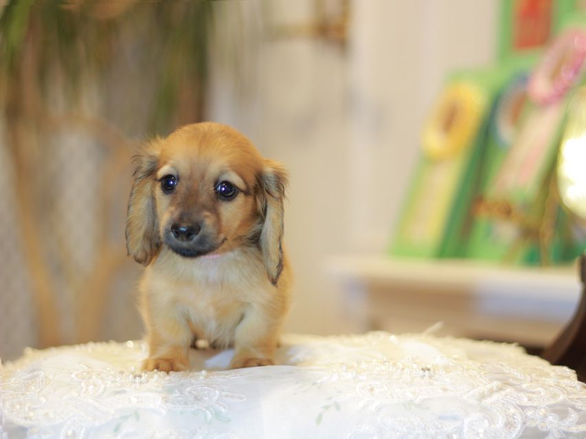 カニンヘン ダックスフンド ローリー&ブイの子犬 レッド 女の子