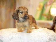 Kaninchen-Dachshund0469 Kaninchen-Dachshund0469