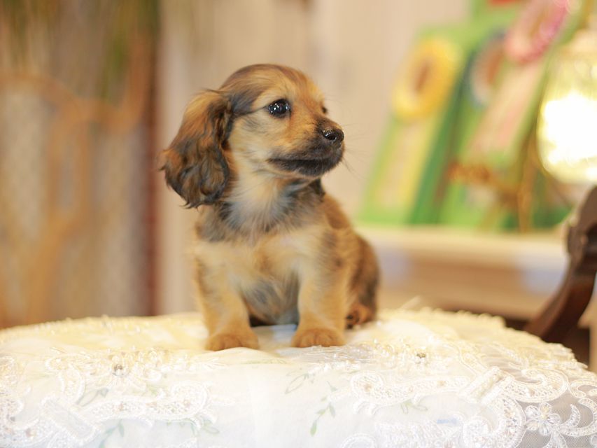 カニンヘン ダックスフンド ローリー&ブイの子犬 イエロー（クリーム） 女の子