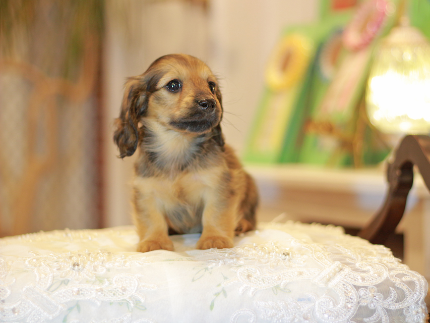 カニンヘン ダックスフンド ローリー&ブイの子犬 イエロー（クリーム） 女の子