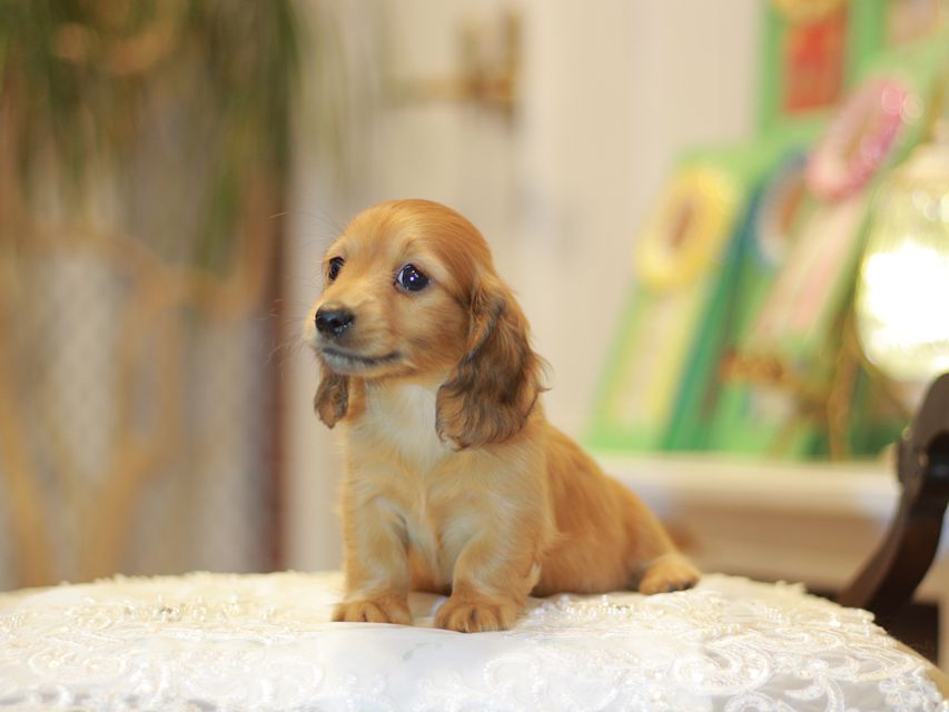 カニンヘン ダックスフンド ノン&パッションの子犬 レッド 男の子 カニンヘン ダックスフンド ノン&パッションの子犬 レッド 男の子