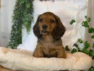 Kaninchen-Dachshund05 Kaninchen-Dachshund05