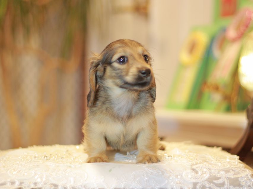 カニンヘン ダックスフンド ノン&パッションの子犬 イエロー（クリーム） 男の子