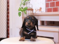 Kaninchen-Dachshund052