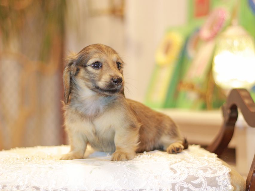 カニンヘン ダックスフンド ノン&パッションの子犬 イエロー（クリーム） 男の子