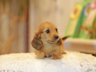 Kaninchen-Dachshund0541