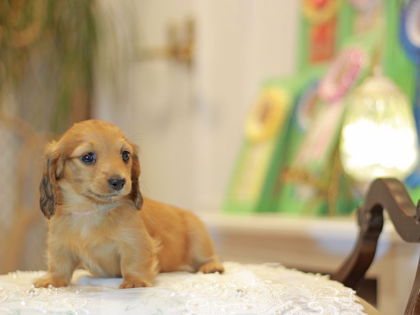 カニンヘン ダックスフンド ノン&パッションの子犬 レッド 女の子(1)Kaninchen-Dachshund0550 カニンヘン ダックスフンド ノン&パッションの子犬 レッド 女の子(1)