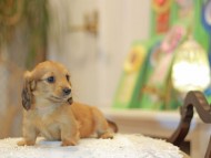 Kaninchen-Dachshund0552