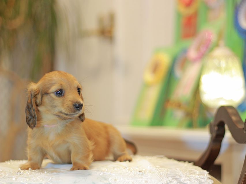 カニンヘン ダックスフンド ノン&パッションの子犬 レッド 女の子(1)Kaninchen-Dachshund0552 カニンヘン ダックスフンド ノン&パッションの子犬 レッド 女の子(1)