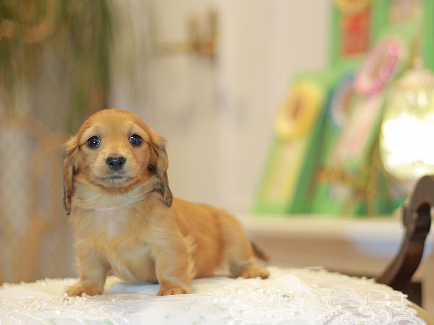 カニンヘン ダックスフンド ノン&パッションの子犬 レッド 女の子(1)Kaninchen-Dachshund0557 カニンヘン ダックスフンド ノン&パッションの子犬 レッド 女の子(1)