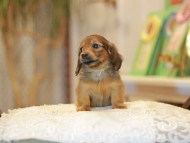 Kaninchen-Dachshund0571