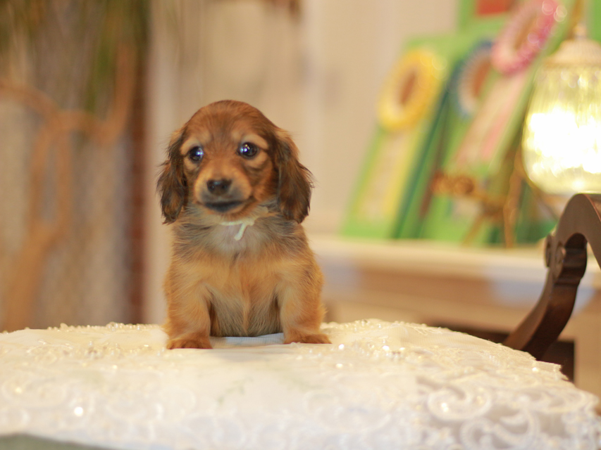 カニンヘン ダックスフンド ノン&パッションの子犬 レッド 女の子(2)Kaninchen-Dachshund0579 カニンヘン ダックスフンド ノン&パッションの子犬 レッド 女の子(2)