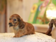 Kaninchen-Dachshund0591