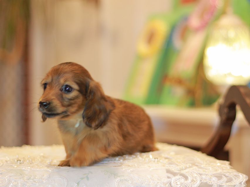 カニンヘン ダックスフンド ノン&パッションの子犬 レッド 女の子(2)Kaninchen-Dachshund0591 カニンヘン ダックスフンド ノン&パッションの子犬 レッド 女の子(2)