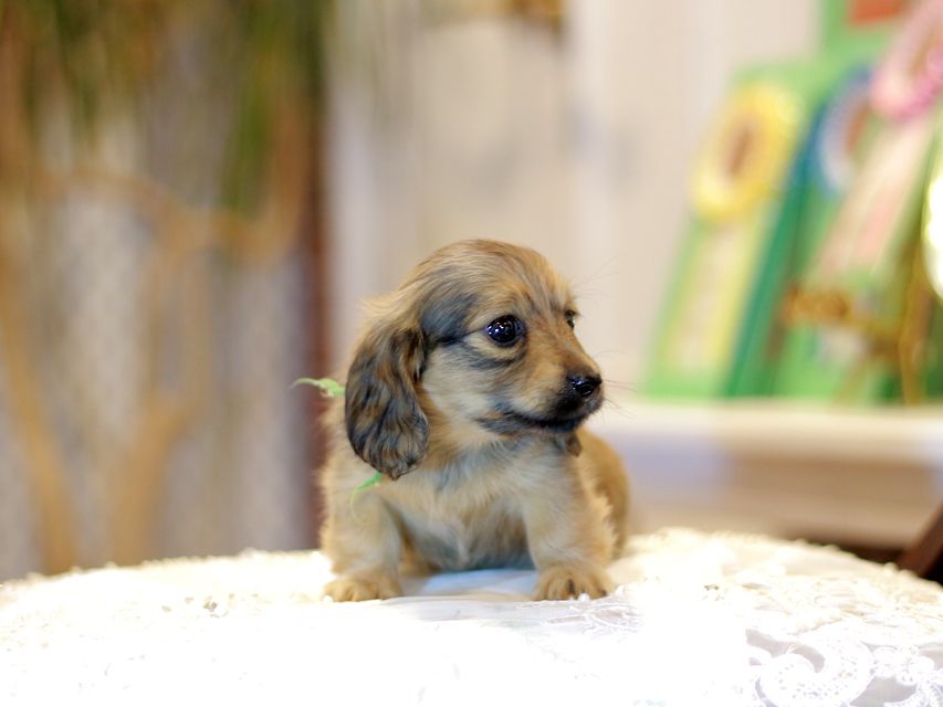 カニンヘン ダックスフンド ノン&パッションの子犬 イエロー（クリーム） 女の子