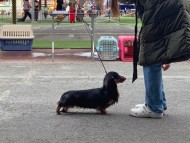 Kaninchen-Dachshund0622 Kaninchen-Dachshund0622