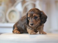 Kaninchen-Dachshund0639