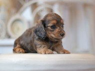 Kaninchen-Dachshund0640