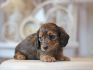 Kaninchen-Dachshund0649 Kaninchen-Dachshund0649