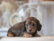 Kaninchen-Dachshund0650