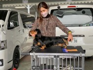 Kaninchen-Dachshund0653