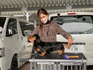 Kaninchen-Dachshund0658 Kaninchen-Dachshund0658