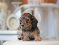 Kaninchen-Dachshund0658 Kaninchen-Dachshund0658
