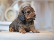 Kaninchen-Dachshund0664 Kaninchen-Dachshund0664