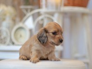 Kaninchen-Dachshund0669