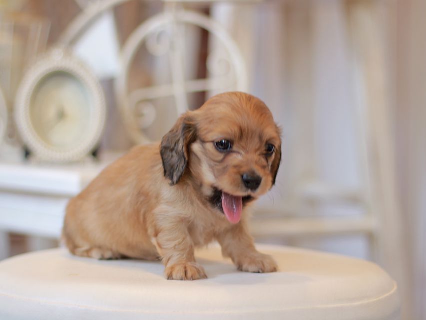 カニンヘン ダックスフンド クラン&ロックスの子犬 イエロー（クリーム） 女の子