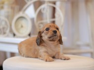 Kaninchen-Dachshund0677