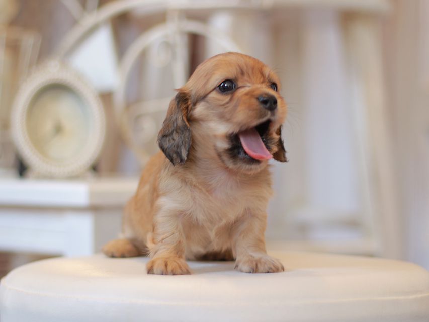 カニンヘン ダックスフンド クラン&ロックスの子犬 イエロー（クリーム） 女の子