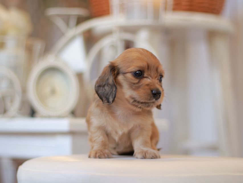 カニンヘン ダックスフンド クラン&ロックスの子犬 イエロー（クリーム） 女の子
