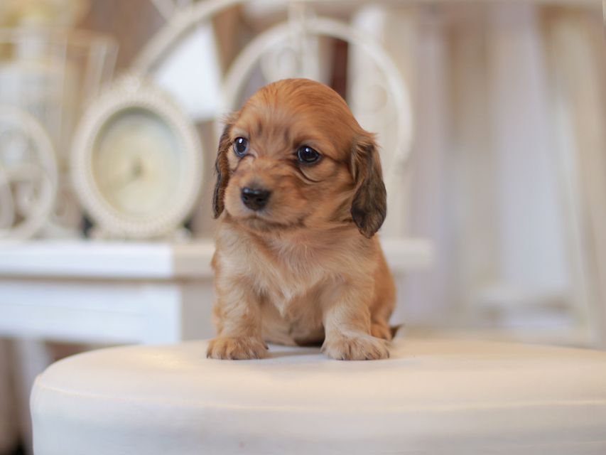 カニンヘン ダックスフンド クラン&ロックスの子犬 イエロー（クリーム） 女の子