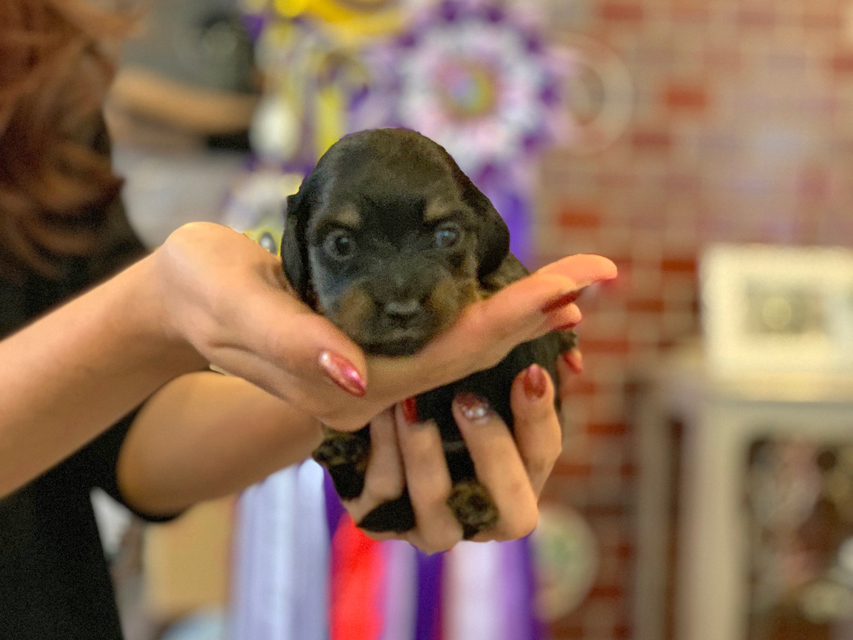カニンヘン ダックスフンド ピノ & ブルースの子犬 ブラックイエロー（ブラッククリーム） 女の子