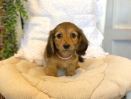 Kaninchen-Dachshund0700
