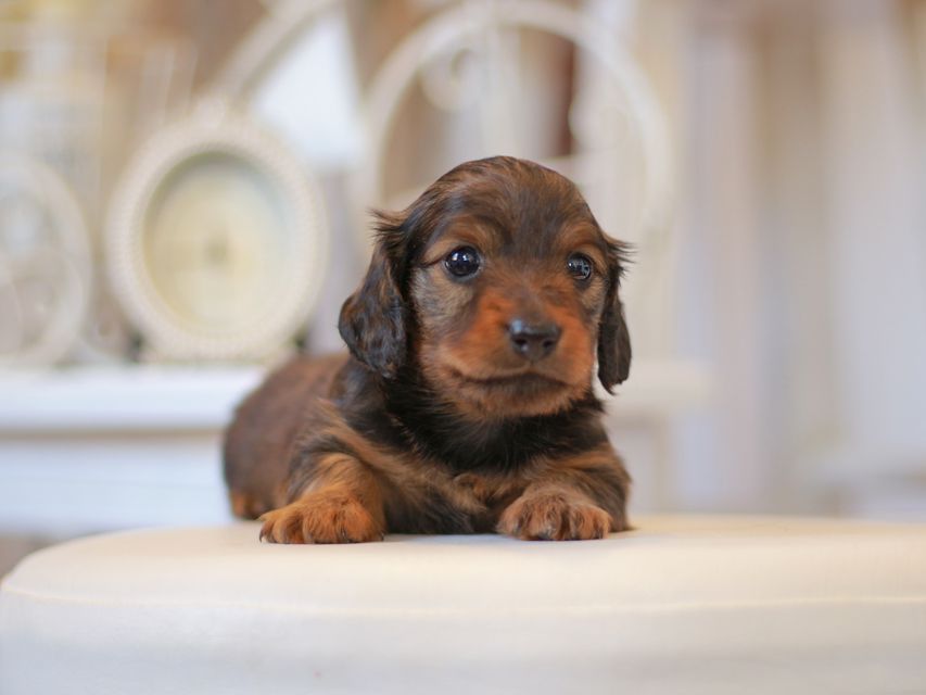 カニンヘン ダックスフンド シャイン&ボノの子犬 レッド 男の子