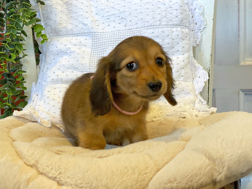 カニンヘン ダックスフンド カイラ & 竹千代の子犬 レッド 女の子(2)Kaninchen-Dachshund0707 カニンヘン ダックスフンド カイラ & 竹千代の子犬 レッド 女の子(2)