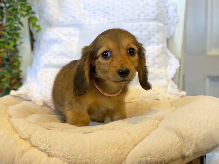 カニンヘン ダックスフンド カイラ & 竹千代の子犬 レッド 女の子(2)Kaninchen-Dachshund0708 カニンヘン ダックスフンド カイラ & 竹千代の子犬 レッド 女の子(2)