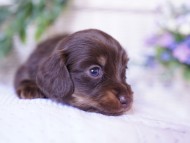 Kaninchen-Dachshund07