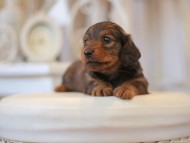 Kaninchen-Dachshund0711