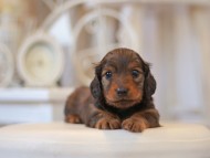 Kaninchen-Dachshund0713