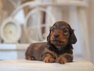 Kaninchen-Dachshund0717 Kaninchen-Dachshund0717