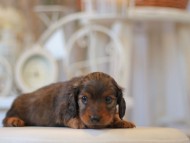 Kaninchen-Dachshund0719