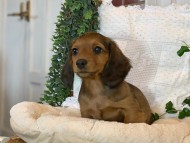 Kaninchen-Dachshund07 Kaninchen-Dachshund07